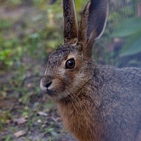 Hare på æbleskud